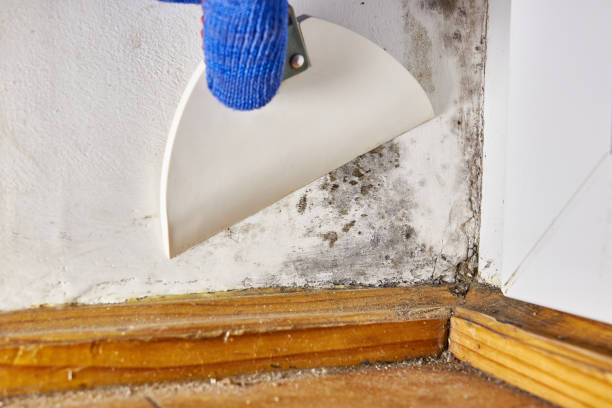 Mold Odor Removal Services in Brownfield, TX